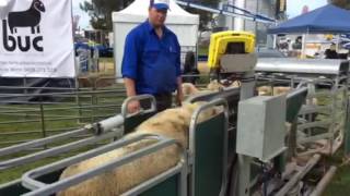 Download lagu Sheep race award winner mp3 Download lagu Sheep race award winner mp3