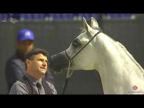 N 126 RK SADEEM   Al Shiraa International Arabian Horse Show 2020