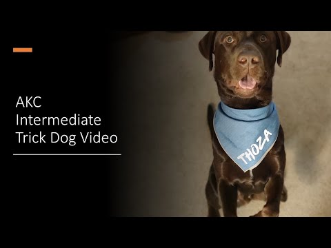 AKC Advanced Trick Dog Title submission video | chocolate / Brown Labrador dog tricks