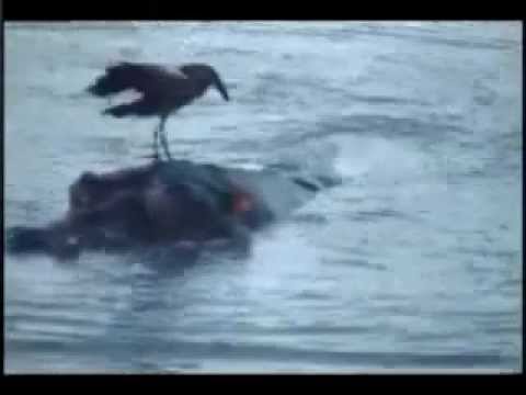 Hippo & Hammerkop - Get Off Of My Back - Oct 10, 2011