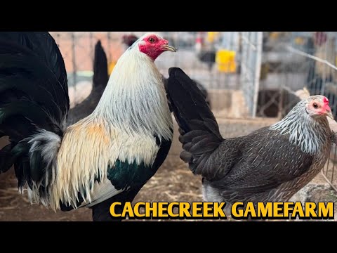 Grey Claret Sweater - CACHECREEK FARM