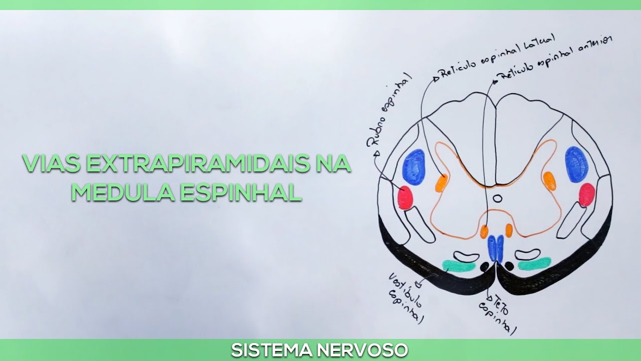 Vias extrapiramidais na medula espinhal