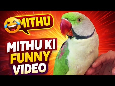 Mithu Ki Misti Bhari Video | Cute Parrot Garden Masti 🦜🌸 #video #viral 