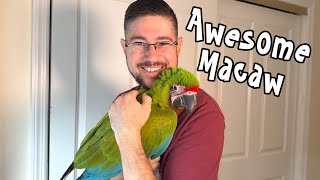 Sweetest Great Green Macaw - Introducing Cucumber