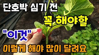 단호박 심기 전 꼭 해야할 이것 호박 순지르기 적심은 이렇게 해야 호박이 많이 달립니다. 단호박심는간격 심는…