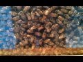 Round Dance