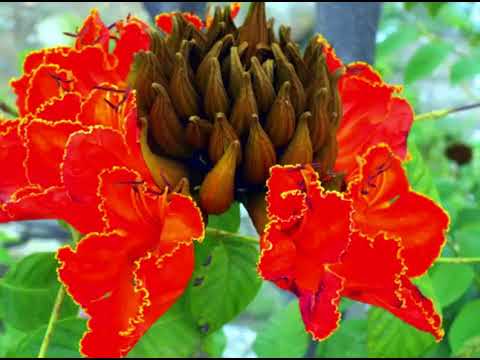 download lagu mp3 mp4 Flame Of The Forest, download lagu Flame Of The Forest gratis, unduh video klip Flame Of The Forest