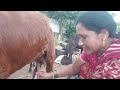 Viral Milk Making Vlog दुध की नदियाँ