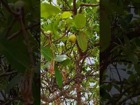 mangaba do Goiás , novo Brasil -Goias