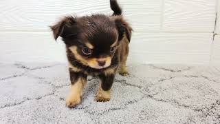 チワワ（ロング）の動画01