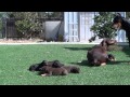 Doberman Mom Keeping Dad Away From The Pups
