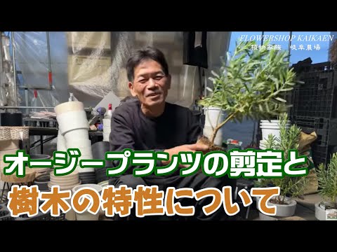 バンクシアオーストラリア遠方地図の色 gnangarra.png