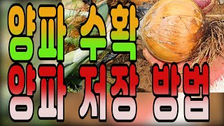 양파 수확 l 양파 건조 ㅣ 양파저장 방법 ㅣ 양파 재배 방법 요점 정리