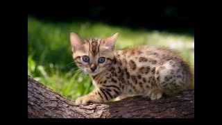 Very cute Bengal kitten female #2