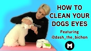 How to Clean your dogs eyes