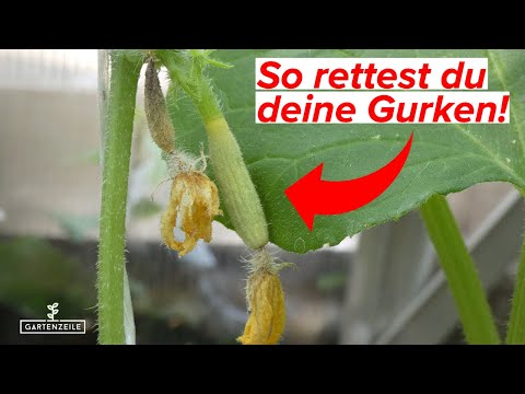 , title : 'Kleine Gurken werden gelb - 3 mögliche Ursachen (und was du dagegen tun kannst)'