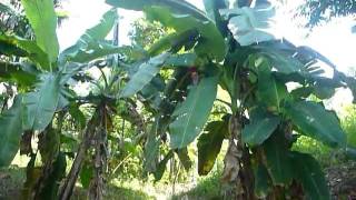 preview picture of video 'Sri Lanka,ශ්‍රී ලංකා,Ceylon,Banana presentation in nature'