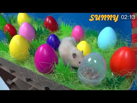#23 Hamsters hunt for eggs in a basket   Hamster maze race