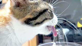 三毛猫フミ姫  お水おいちいにゃん💦/ 優雅な尾しっぽ