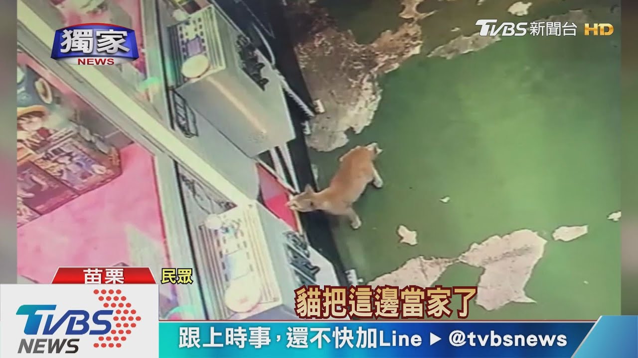 傻眼貓咪!三隻小貓 鑽入抓娃娃機櫥窗