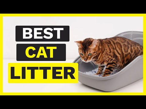 Best Cat Litter | 5 Best Cat Litters 2022 🐱✅