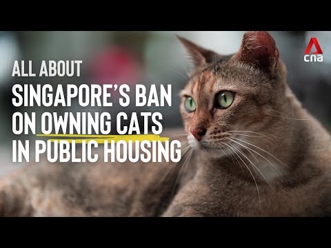 All about the cat ban in Singapore's public housing | CNA Explains
