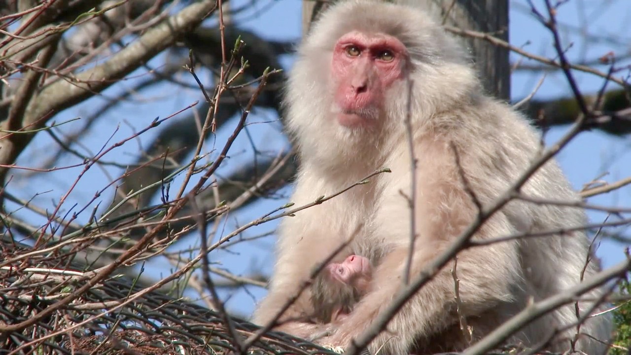 【地獄谷野猿公苑】☆ トックリ00　全記録集　2014年 ☆　～ニホンザル～ / snowmonkey