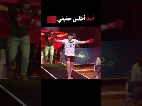 أسد أطلس حقيقي  #boxing #ufc #mma