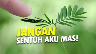 Download lagu Putri, Kenapa Malu? #AlamSemenit mp3 Download lagu Putri, Kenapa Malu? #AlamSemenit mp3