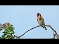 Goldfinch Singing