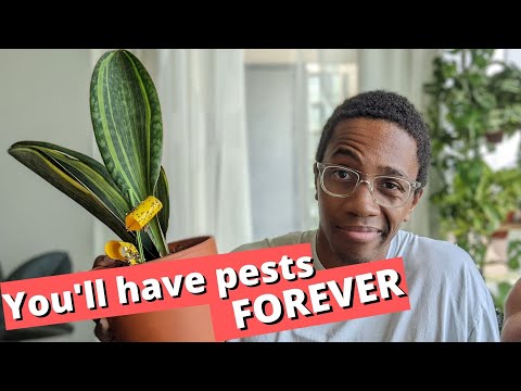 You won't get rid of fungus gnats...sorry