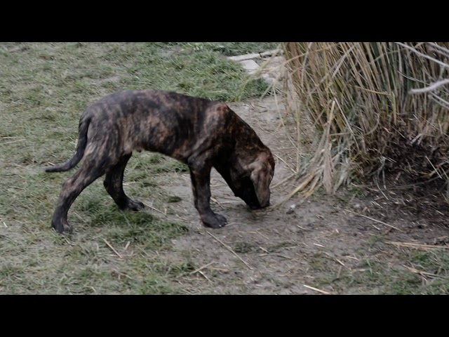 Tosa Inu cachorro en venta