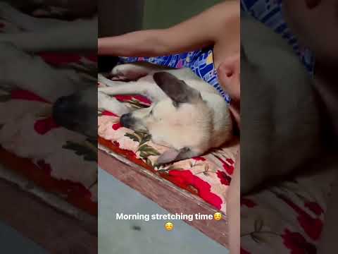 Qais entertainment 4u_ entertainment 1