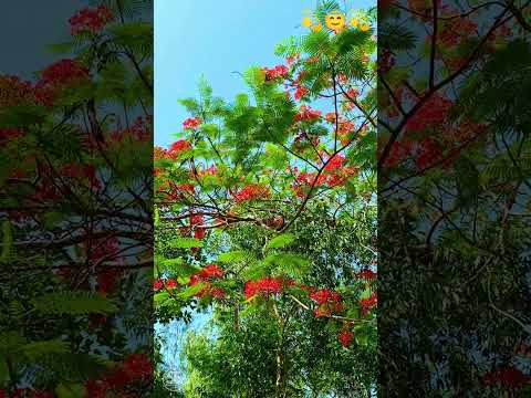 Mon matano sondor tai na 😇😍💞💞 #viralvideo #video #nature #love #subscriber  #SuhaimaNaharOrni