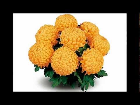 Waldemar Kocoń  MOJE CHRYZANTEMY