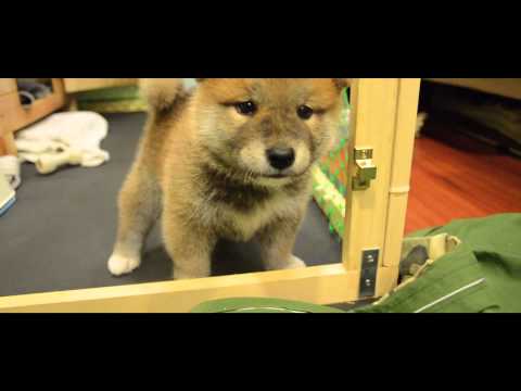 阿仔第一次遇見攝影機(原發表者:朱元宏)(影片)