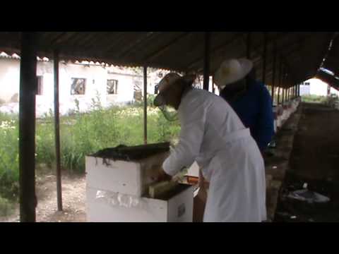 2/2 - Inmultitorul este o sursa de rame aspirator pentru captarea naturala a varroa la Bio Stup