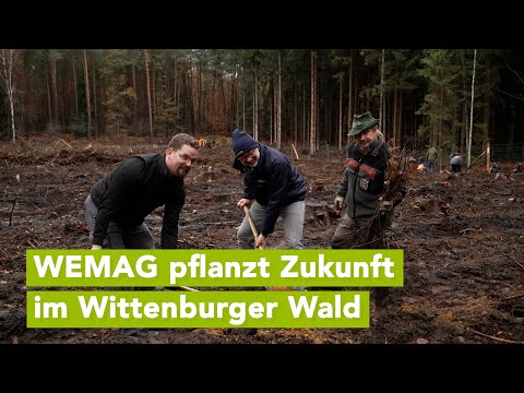 Thousands of new trees: The WEMAG future forest strengthens Wittenburg