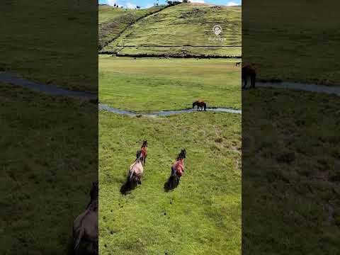 Bosque de Pinos Rangrayo - Frías - Ayabaca