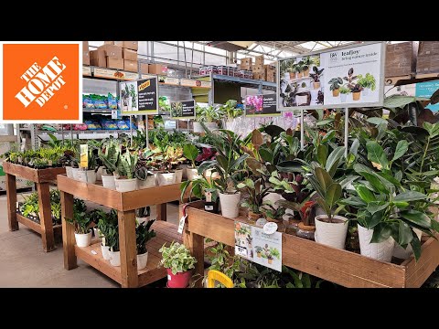 Home Depot Inventory January 2023 Easy Care Low Light Houseplants & Seed Starting Supplies in Stock!