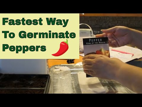 Germinating Pepper Seed FAST and easy!