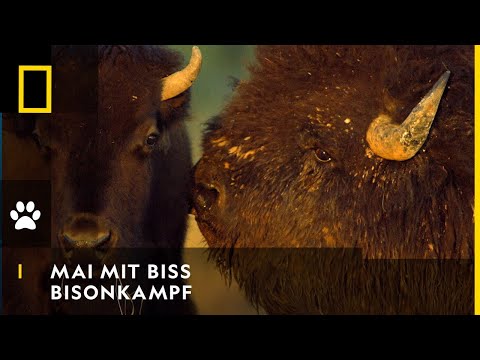 MAI MIT BISS - Kampf der Bisons | National Geographic