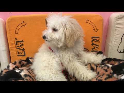 Pumbaa Cute Toy Poodle Puppy for sale Bayside Flushing Queens NY