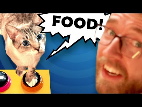 I teach my cats how to talk - YouTube