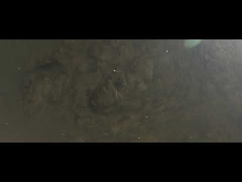 An Epic Barbel Trailer