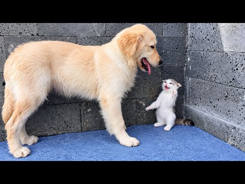 YouTube 썸네일