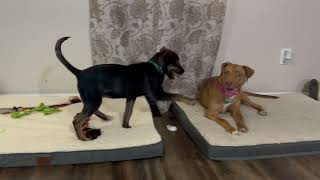 Video preview image #1 Unknown-Vizsla Mix Puppy For Sale in Royse City, TX, USA