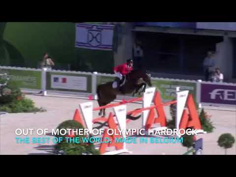 ET Auction Winter Embryo Edition