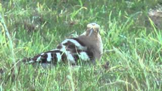 preview picture of video 'More from the Hoopoe at Willington in Bedfordshire - October 2014'