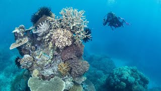 UK biology students use 3D printing technology to rebuild damaged coral reefs